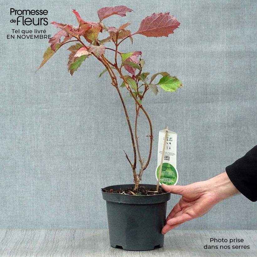 Spécimen de Hydrangea quercifolia Snowflake - Hortensia à feuilles de chêne Pot de 3L/4L tel que livré en automne
