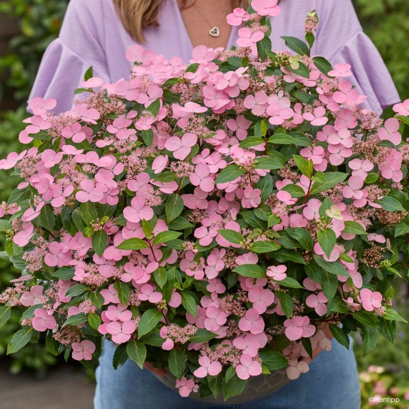 Hortensia - Hydrangea scandens First Love (Flowering)