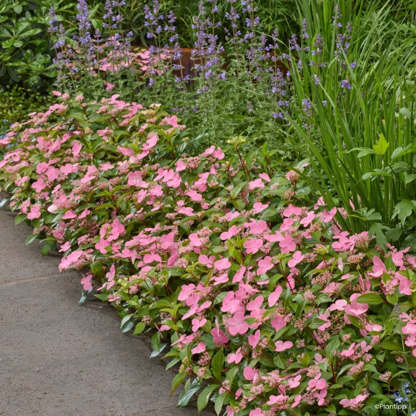 Hortensia - Hydrangea scandens First Love (Plant habit)