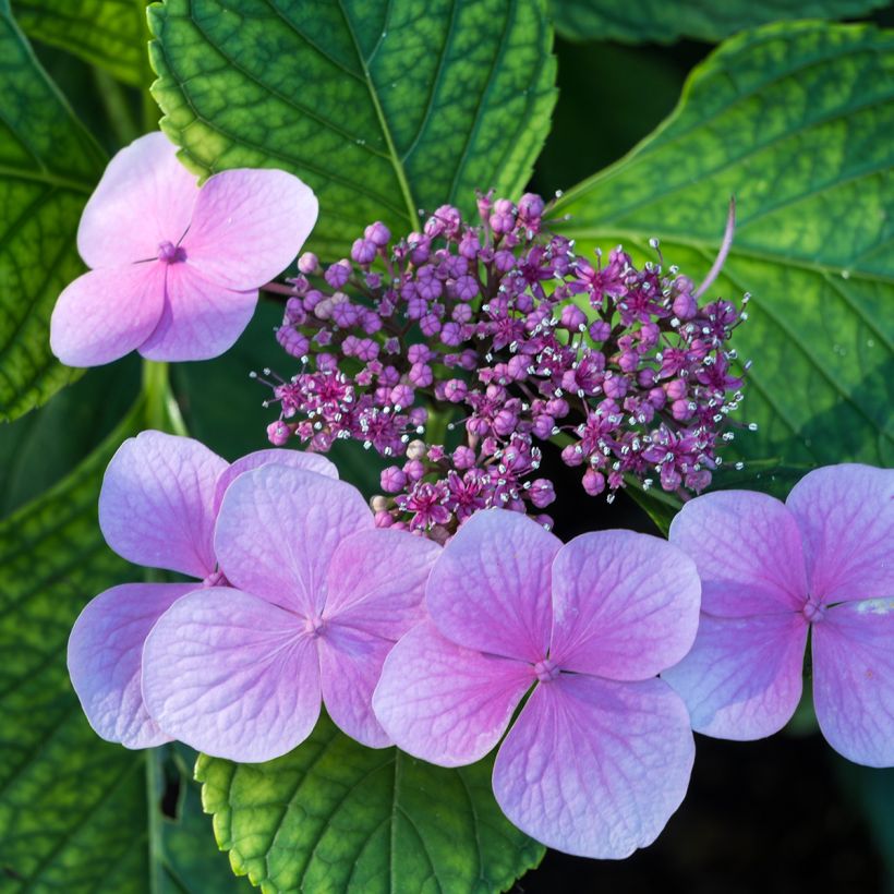 Hortensia - Hydrangea serrata Avelroz (Flowering)