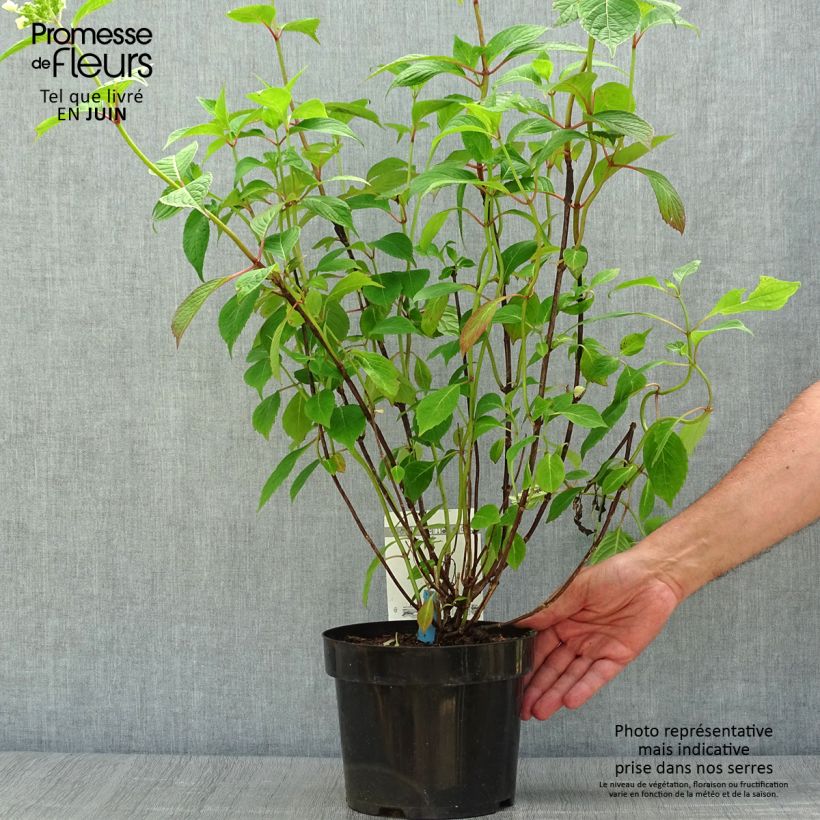 Spécimen de Hortensia - Hydrangea serrata Avelroz Pot de 2L/3L, Buisson, 5/6 branches tel que livré en été