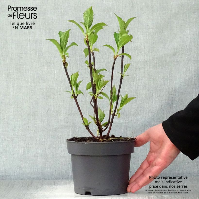 Example of Hortensia - Hydrangea serrata Blue Bird Pot de 3L/4L as you get in printemps