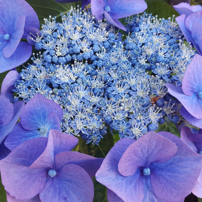 Hortensia - Hydrangea serrata Blue Bird (Flowering)