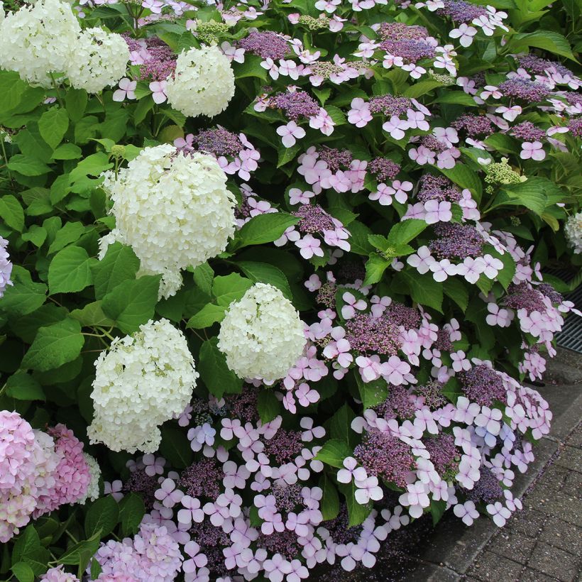 Hortensia - Hydrangea serrata Blue Bird (Plant habit)