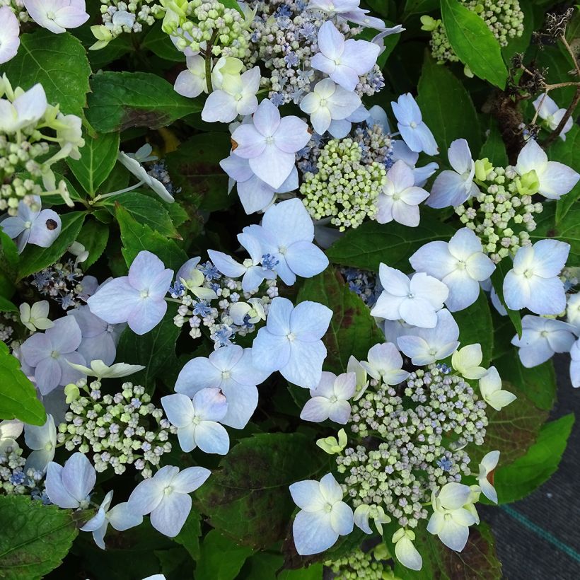 Hortensia - Hydrangea serrata Blue Deckle (Flowering)