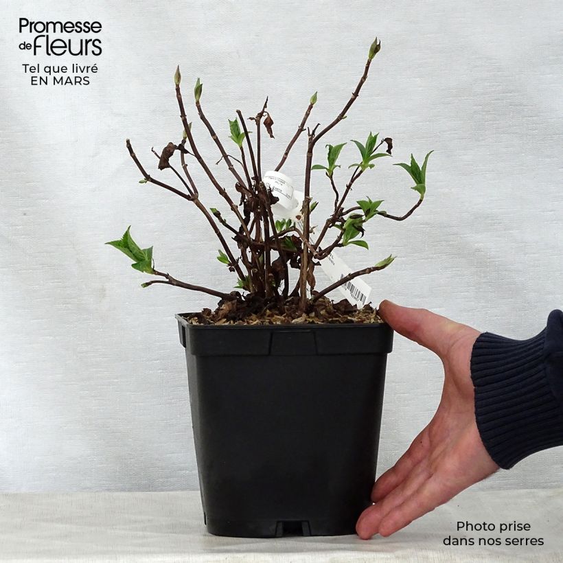 Example of Hortensia - Hydrangea serrata Blue Deckle Pot de 2L/3L as you get in printemps