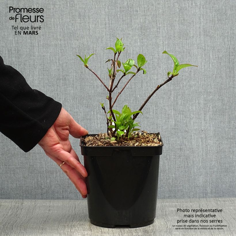 Example of Hortensia - Hydrangea serrata Cap Sizun Pot de 2L/3L as you get in printemps