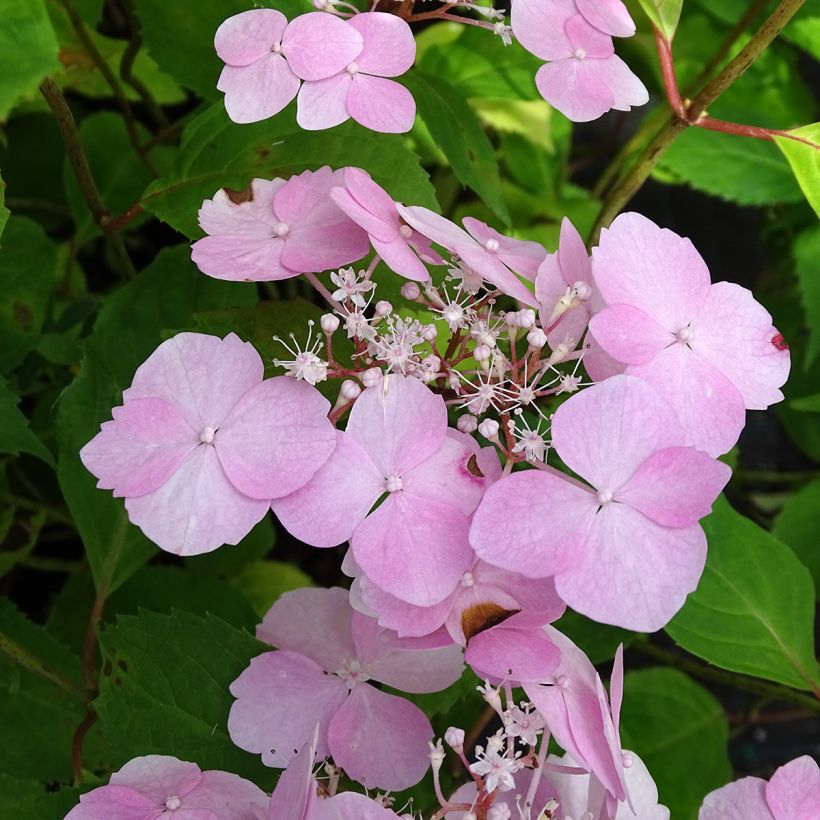 Hortensia - Hydrangea serrata Graciosa (Flowering)