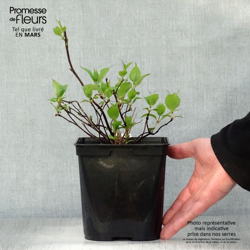 Example of Hortensia - Hydrangea serrata Graciosa Pot de 2L/3L as you get in printemps