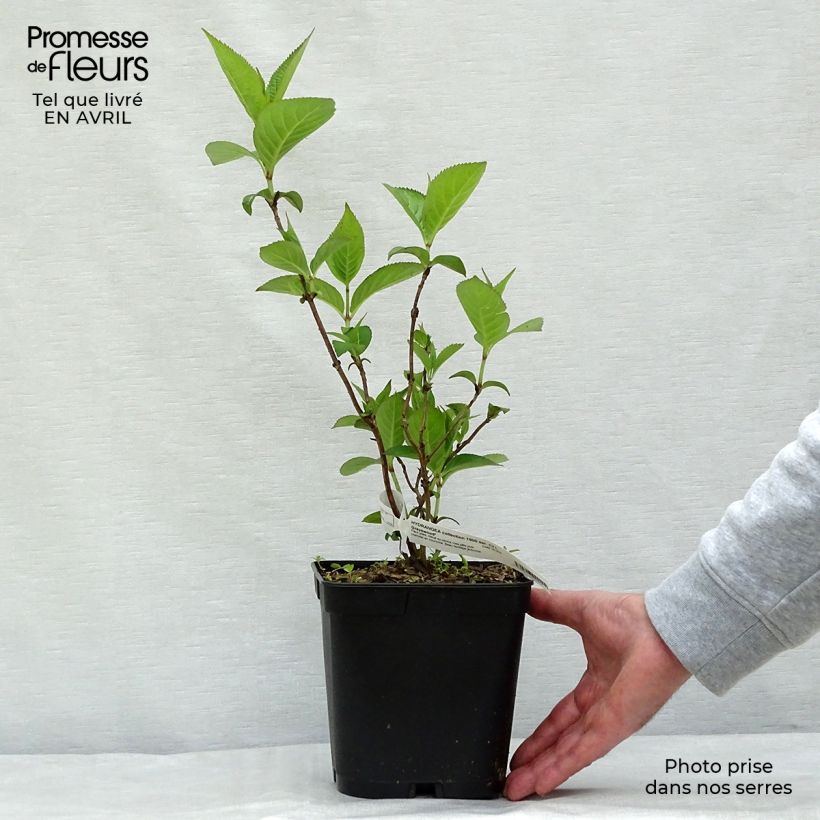 Example of Hortensia - Hydrangea serrata Grayswood Pot de 2L/3L as you get in printemps