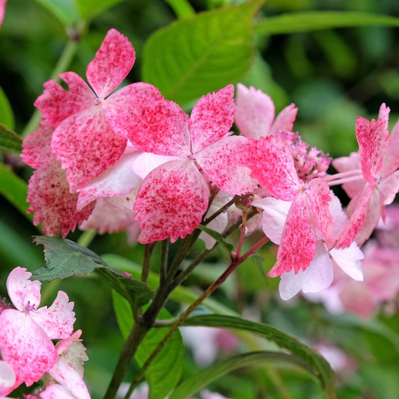 Hortensia - Hydrangea serrata Grayswood (Flowering)