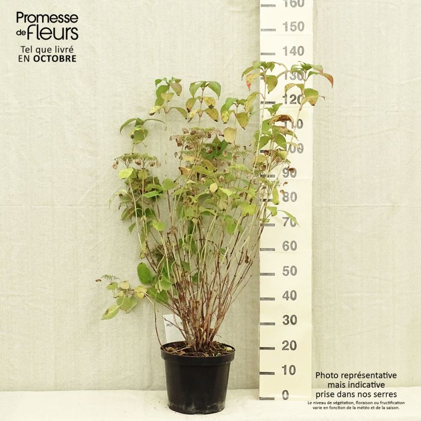 Spécimen de Hortensia - Hydrangea serrata Intermedia Pot de 7,5L/10L tel que livré en automne