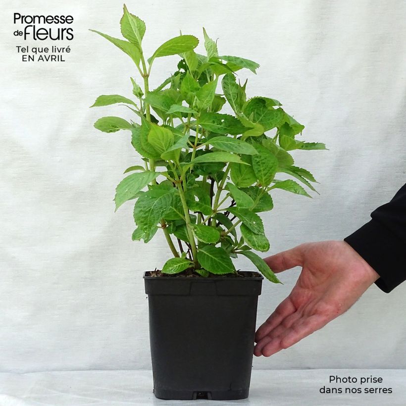 Spécimen de Hortensia - Hydrangea serrata Klaveren Pot de 2L/3L tel que livré au printemps