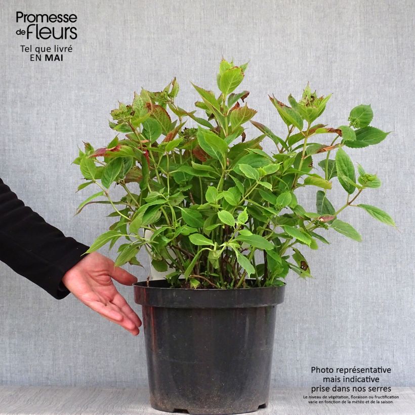 Example of Hortensia - Hydrangea serrata Magic Pillow Pot de 7,5L/10L as you get in printemps