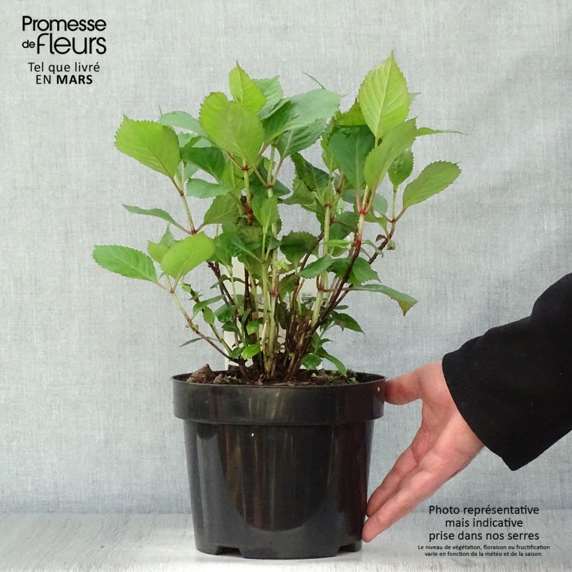 Example of Hortensia - Hydrangea serrata Precioza Pot de 2L/3L as you get in printemps