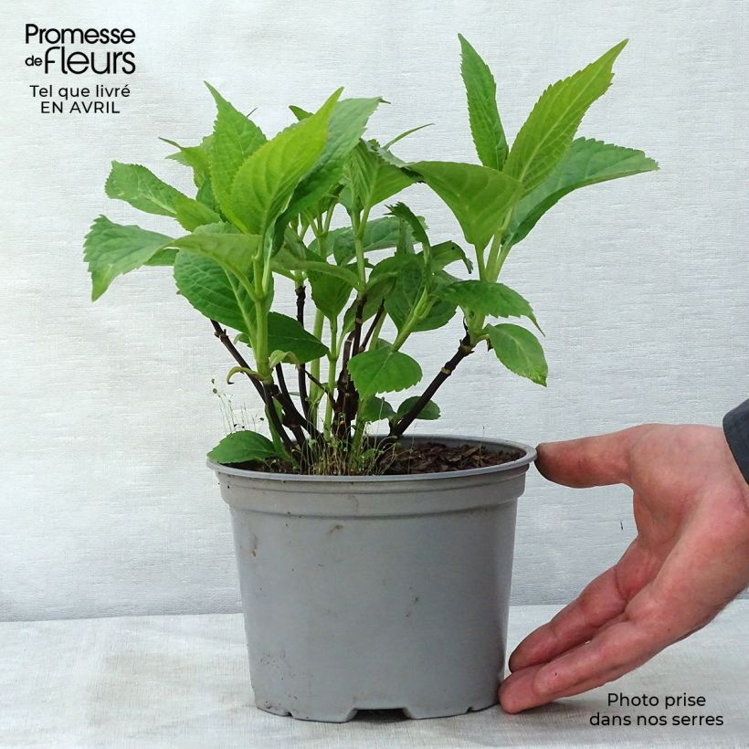 Example of Hortensia - Hydrangea serrata Shojo Pot de 2L/3L as you get in printemps