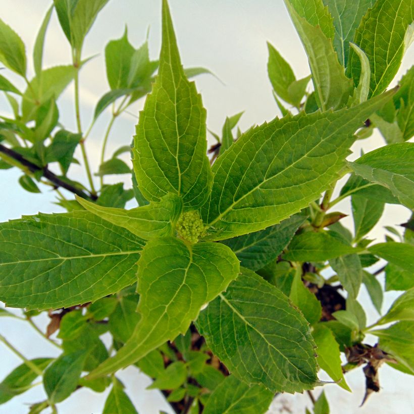 Hortensia - Hydrangea serrata Tiara (Foliage)