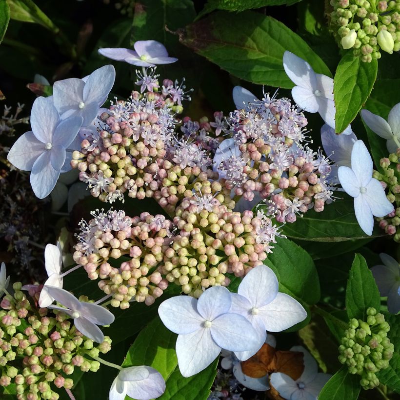 Hortensia - Hydrangea serrata Tiara (Flowering)