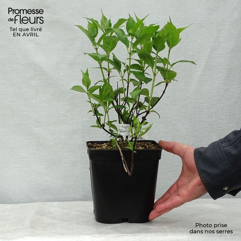 Example of Hortensia - Hydrangea serrata Tiara Pot de 2L/3L as you get in printemps