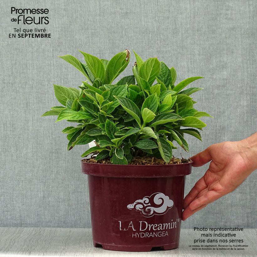 Spécimen de Hortensia - Hydrangea macrophylla L.A Dreamin Pot de 4L/5L, Buisson, 10 branches tel que livré en automne