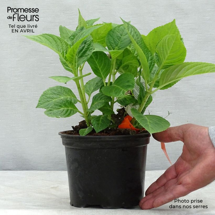 Example of Hortensia macrophylla Magical Harmony Pot de 2L/3L as you get in printemps