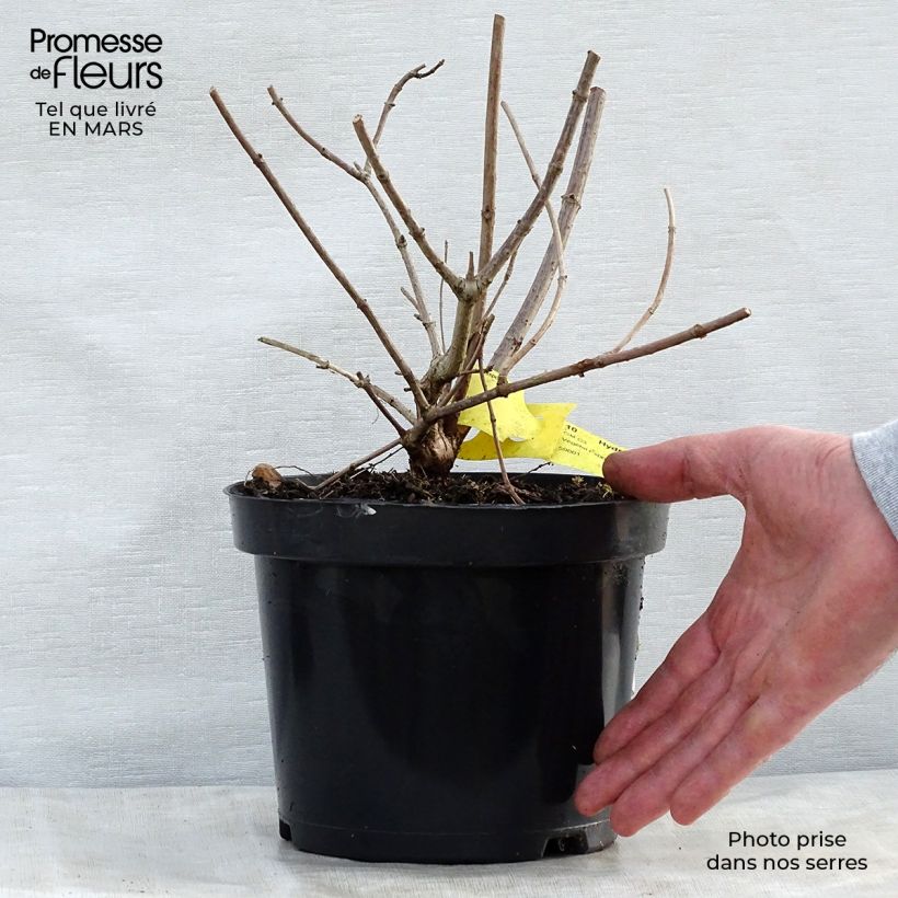 Example of Hortensia - Hydrangea paniculata Pink Diamond Pot de 2L/3L as you get in printemps