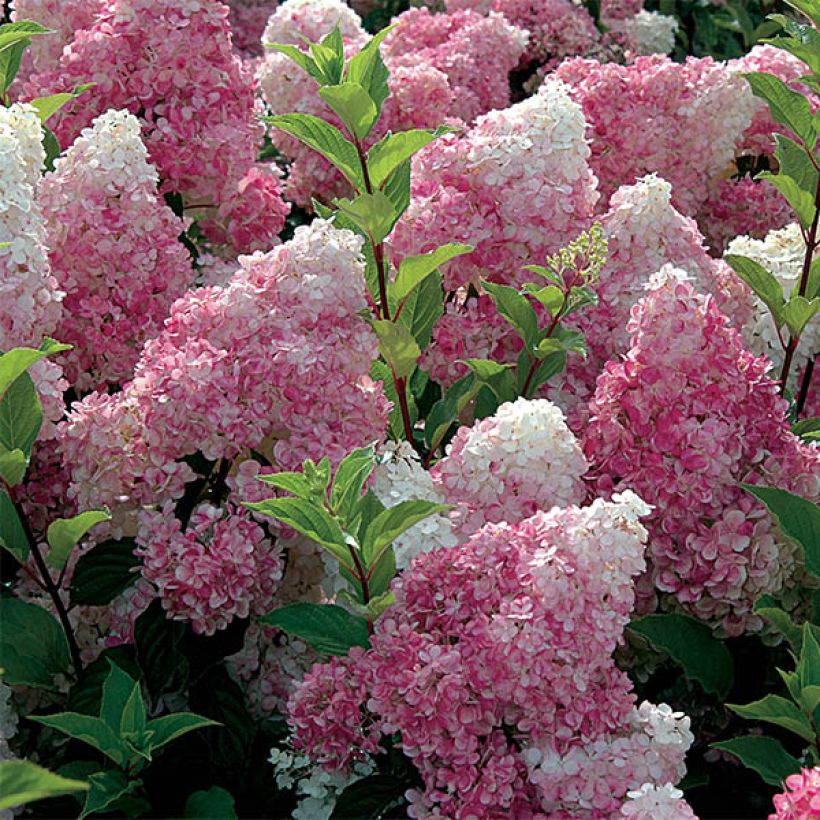 Hydrangea paniculata Vanille Fraise - Hortensia paniculé (Flowering)