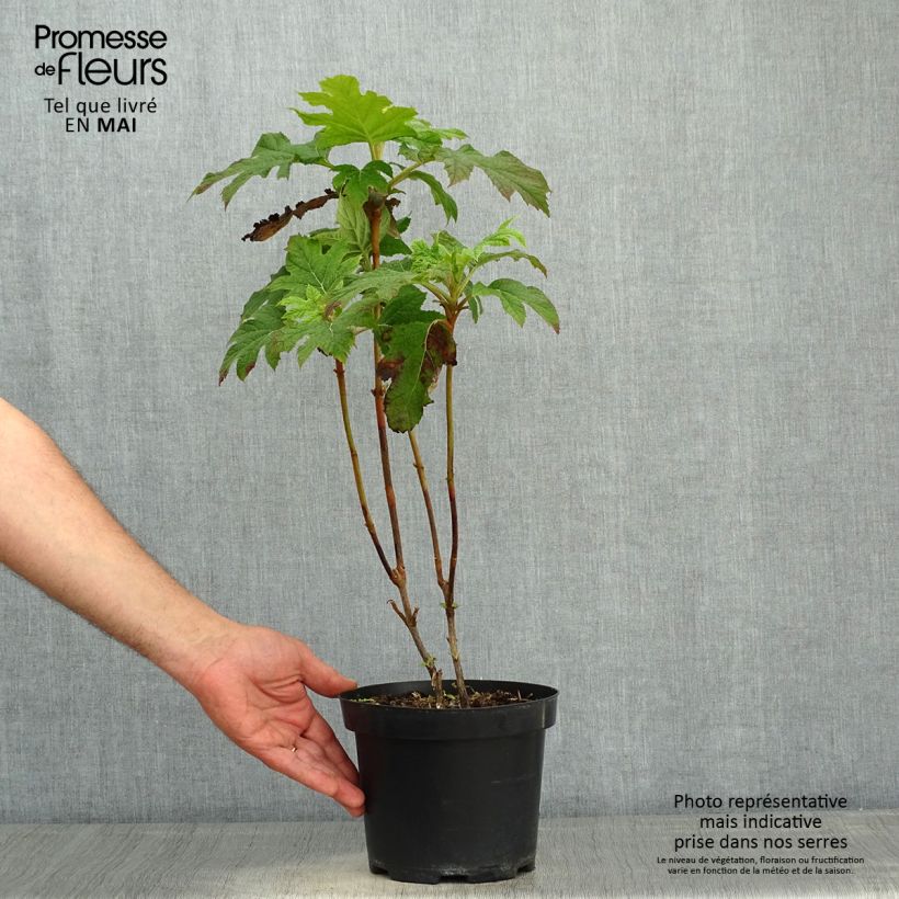 Example of Hydrangea quercifolia - Hortensia à feuilles de chêne Pot de 2L/3L as you get in printemps