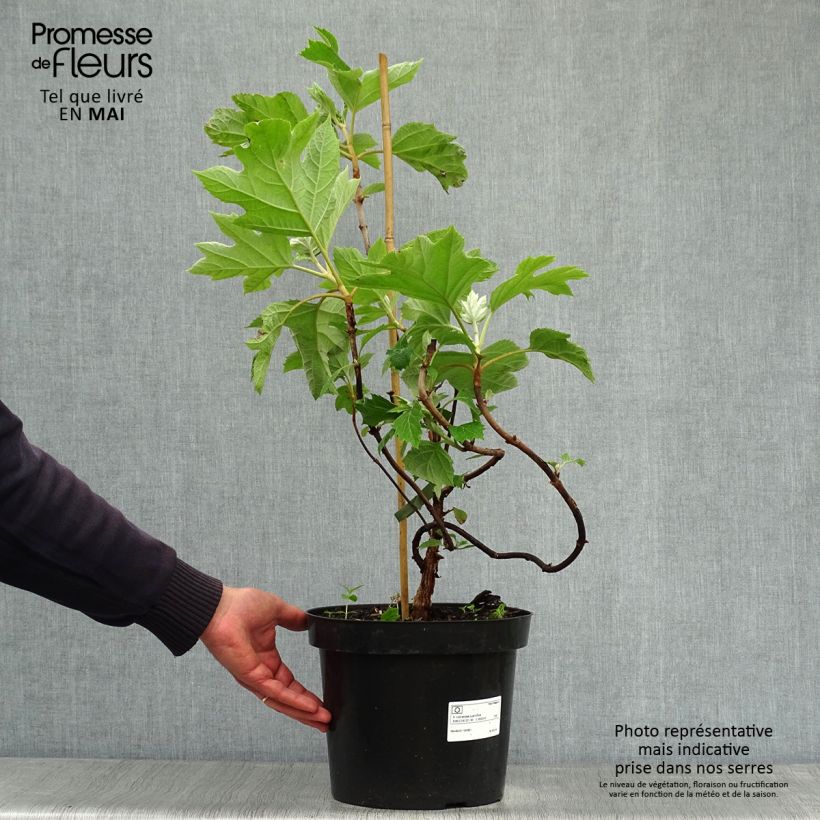 Example of Hydrangea quercifolia - Hortensia à feuilles de chêne Pot de 7,5L/10L as you get in printemps
