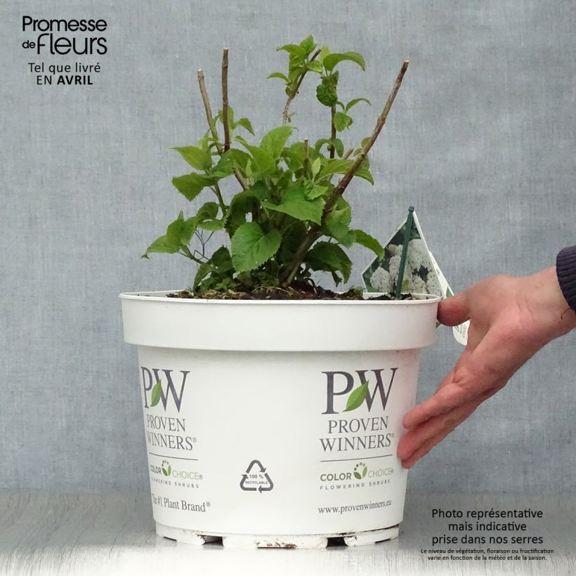 Example of Hortensia arborescens BellaRagazza Blanchetta Pot de 7,5L/10L as you get in printemps