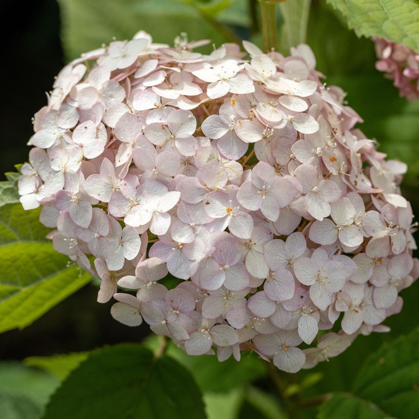 Hortensia arborescens Candybelle® Bubblegum (Flowering)