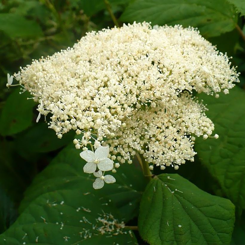 Hortensia arborescens Hills Of Snow (Flowering)