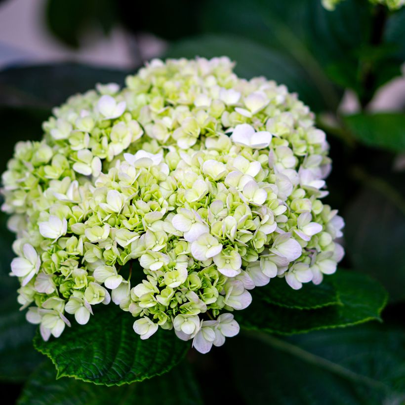 Hortensia arborescens Lime Rickey (Flowering)