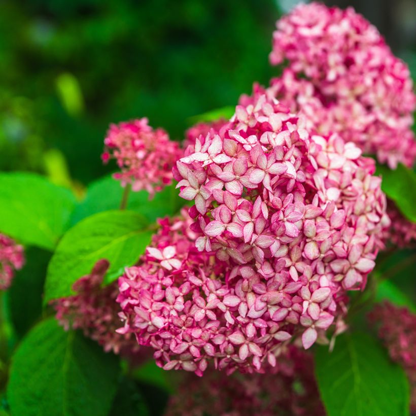 Hortensia arborescens Pink Annabelle ou Invincibelle (Flowering)