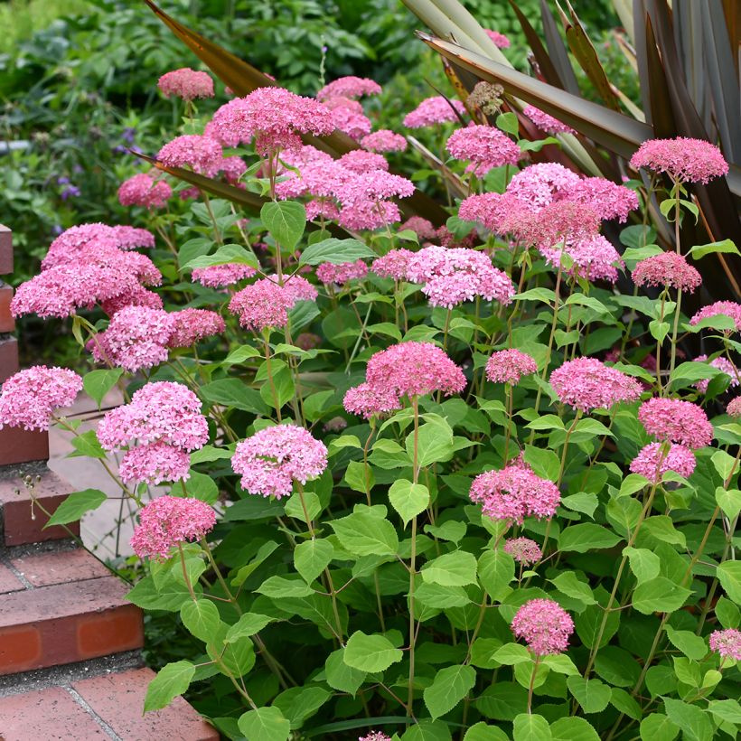 Hortensia arborescens Pink Annabelle ou Invincibelle (Plant habit)