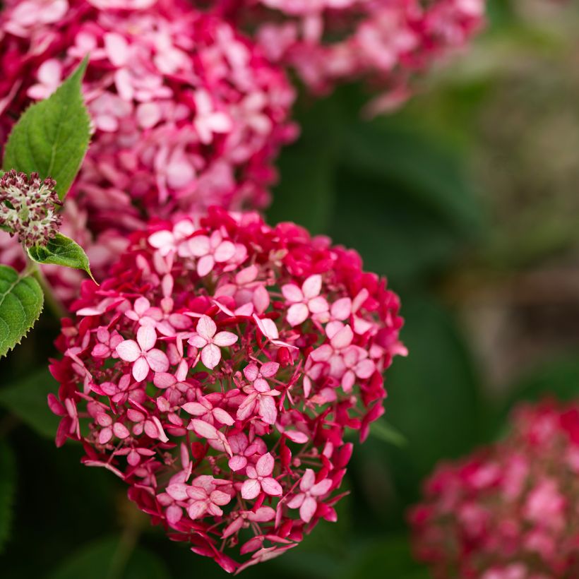 Hortensia arborescens Ruby Annabelle (Flowering)