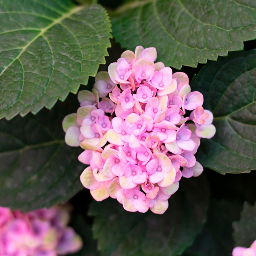 Hortensia arborescens Sweet Annabelle (Foliage)