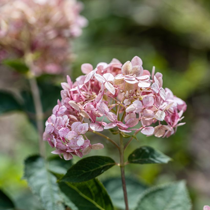 Hortensia arborescens Sweet Annabelle (Flowering)