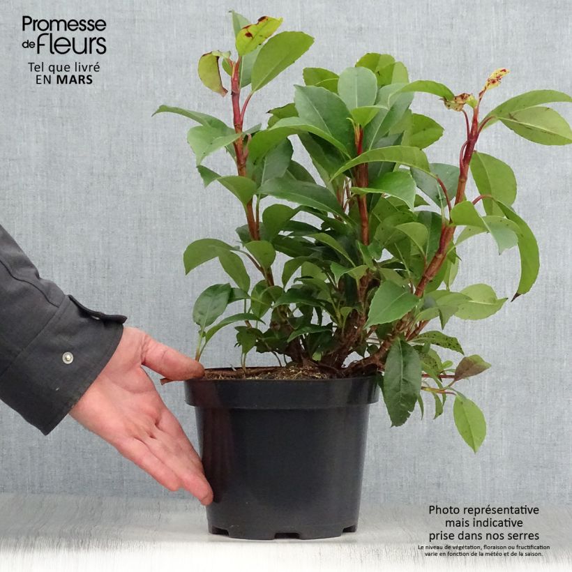 Example of Hortensia grimpant - Hydrangea Semiola Pot de 2L/3L as you get in printemps