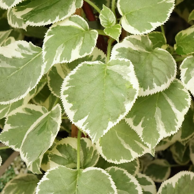Hortensia grimpant - Hydrangea petiolaris Silver Lining (Feuillage)