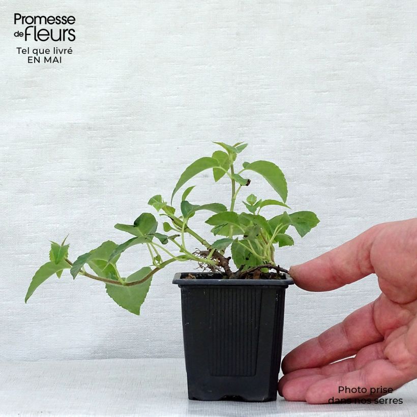 Spécimen de Hortensia grimpant - Hydrangea petiolaris Godet de 8/9 cm tel que livré au printemps