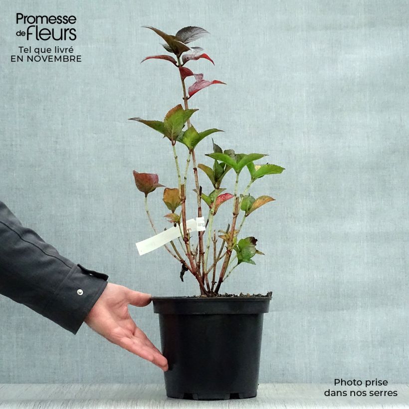Spécimen de Hortensia hybride - Hydrangea Daredevil Pot de 3L/4L tel que livré en automne