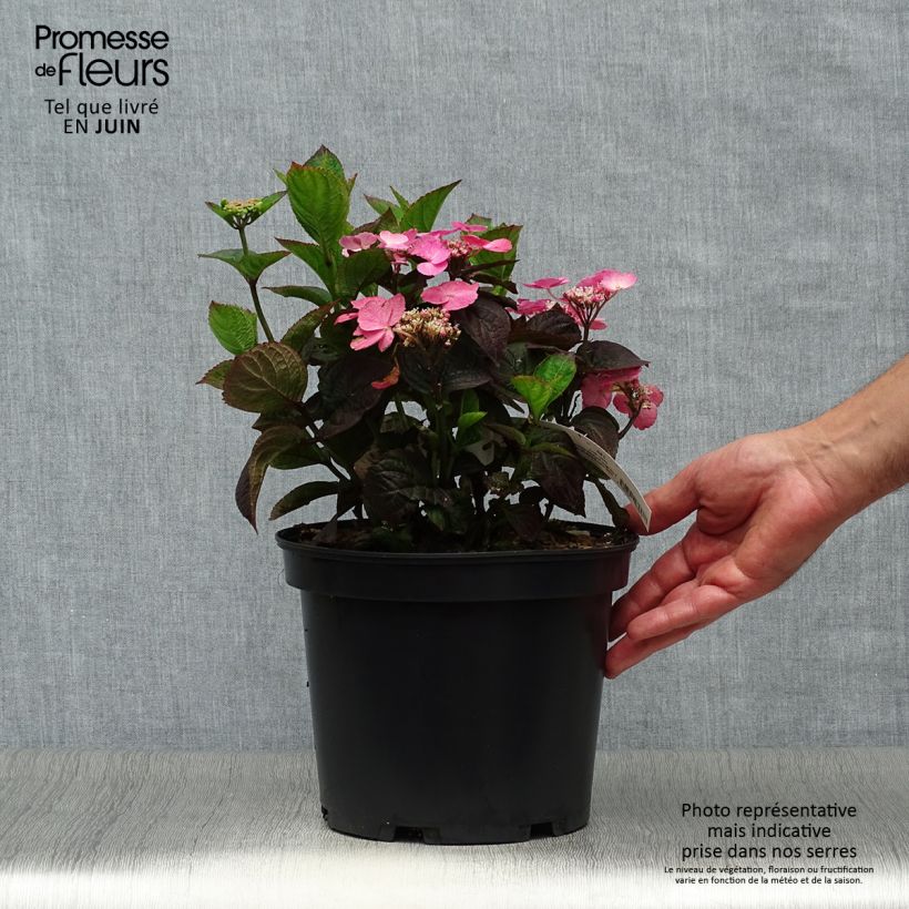 Spécimen de Hortensia hybride - Hydrangea Daredevil Pot de 3L/4L tel que livré en été