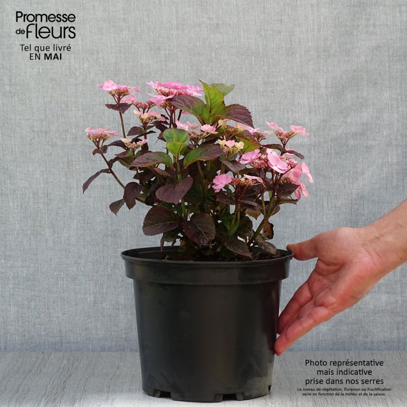 Example of Hortensia hybride - Hydrangea Daredevil Pot de 3L/4L as you get in printemps