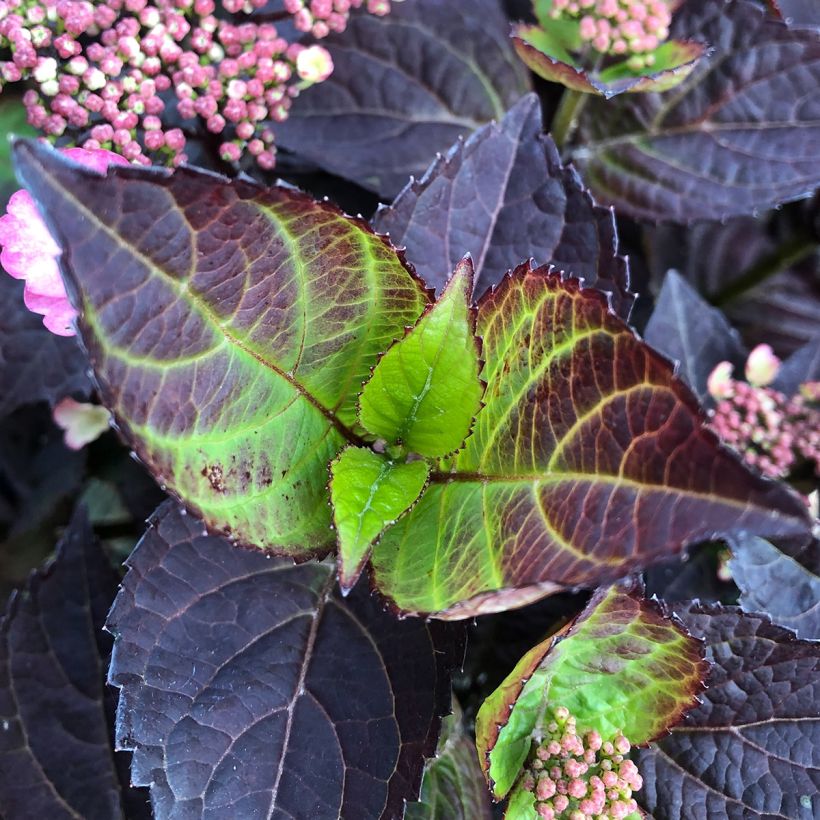 Hortensia hybride - Hydrangea Daredevil (Foliage)