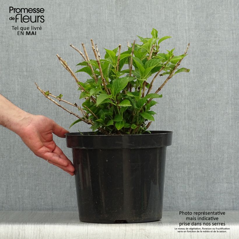 Example of Hortensia macrophylla Alpenglühen Pot de 7,5L/10L as you get in printemps