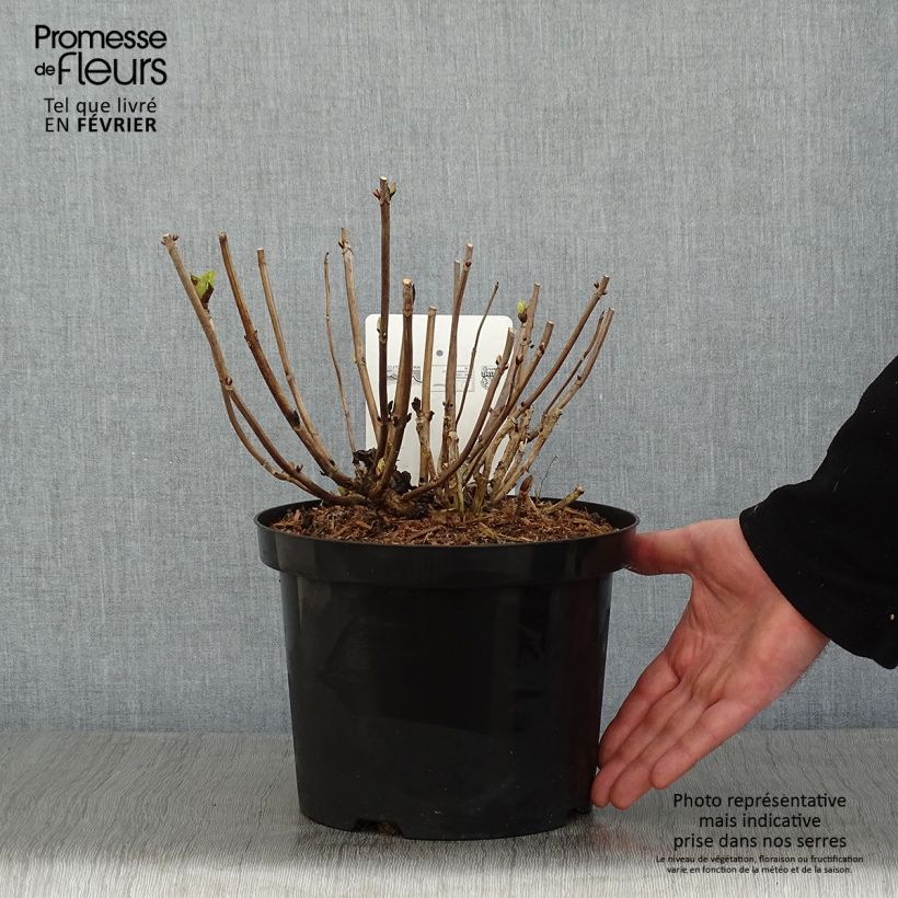 Example of Hortensia macrophylla Ankong Pot de 4L/5L as you get in hiver