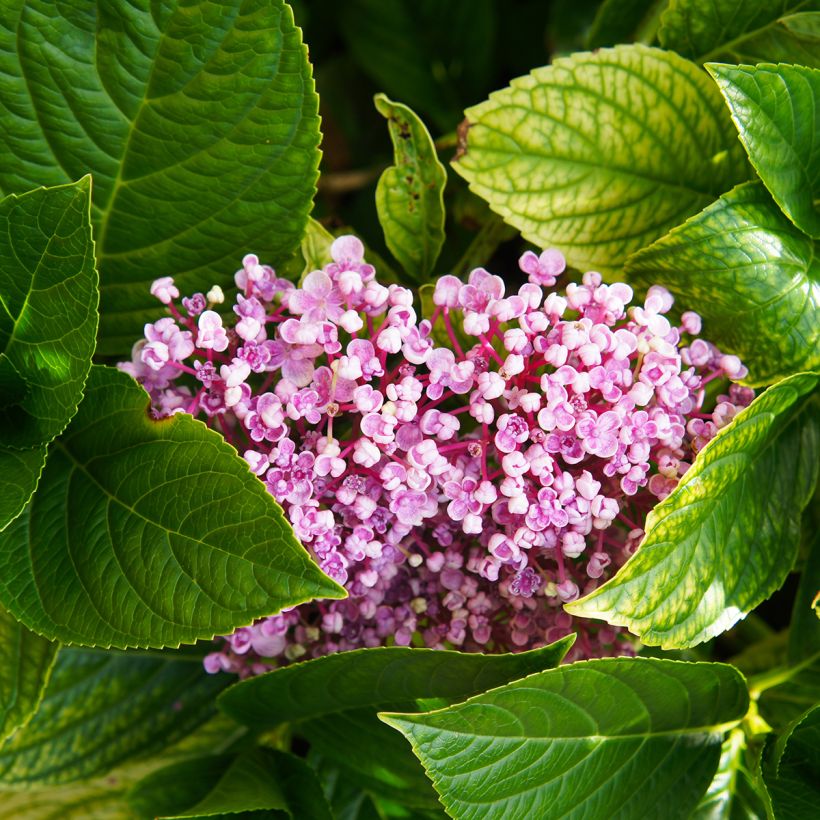 Hortensia macrophylla Ayesha (Foliage)
