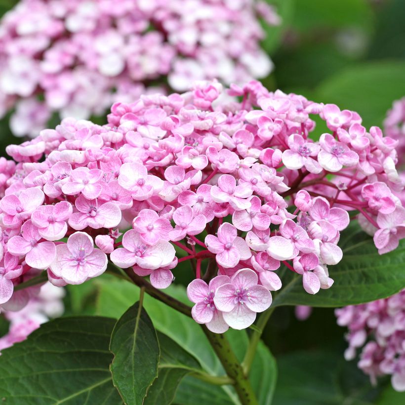 Hortensia macrophylla Ayesha (Flowering)