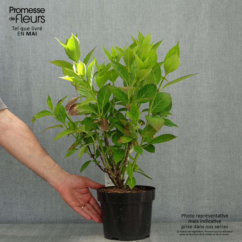 Spécimen de Hortensia macrophylla Cloudi Pot de 3L/4L tel que livré au printemps
